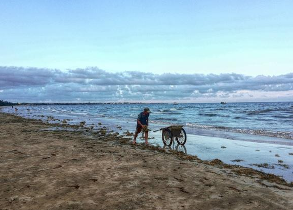 海藻生物質為原料海藻肥誕生于英國