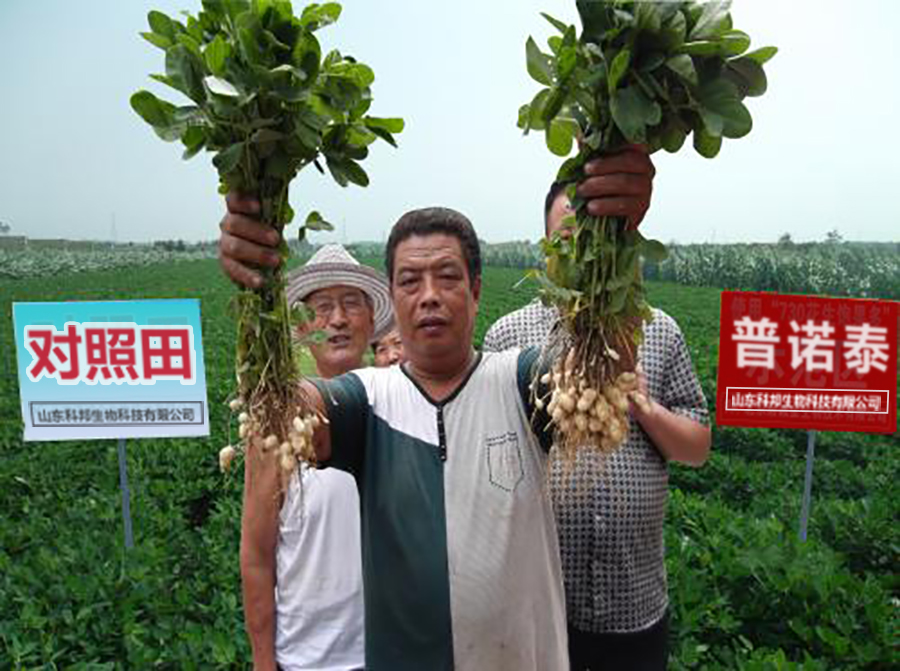 只有這么的氮肥才是好的氮肥，普諾泰-液體緩釋氮肥就屬這么的肥料