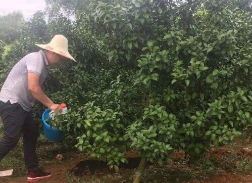 柑橘該施膨果肥了，施好肥才能變成搶手貨