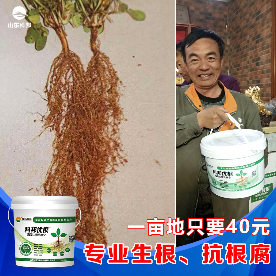 科邦優根讓你的根好嗎？一個好的根系，才可以種植出品質高